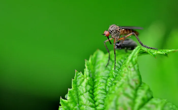  They're annoying, but we can't kill all mosquitoes