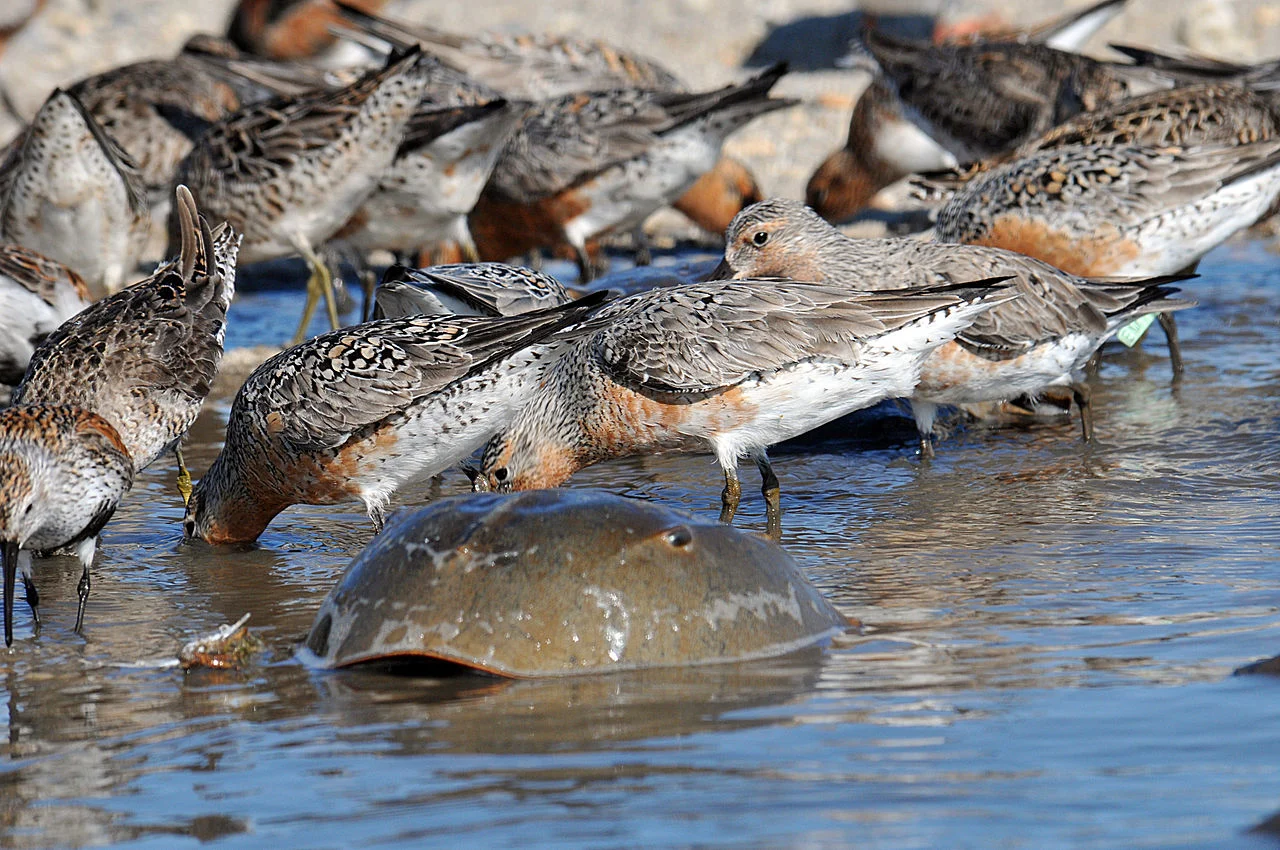 Red knot horseshoe crab feeding wikimedia