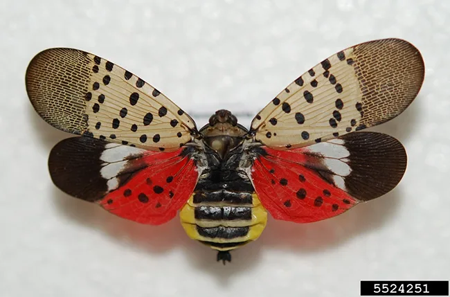 An adult spotted lanternfly is shown with wings spread/Lawrence Barringer, Pennsylvania Department of Agriculture/Bugwood.org