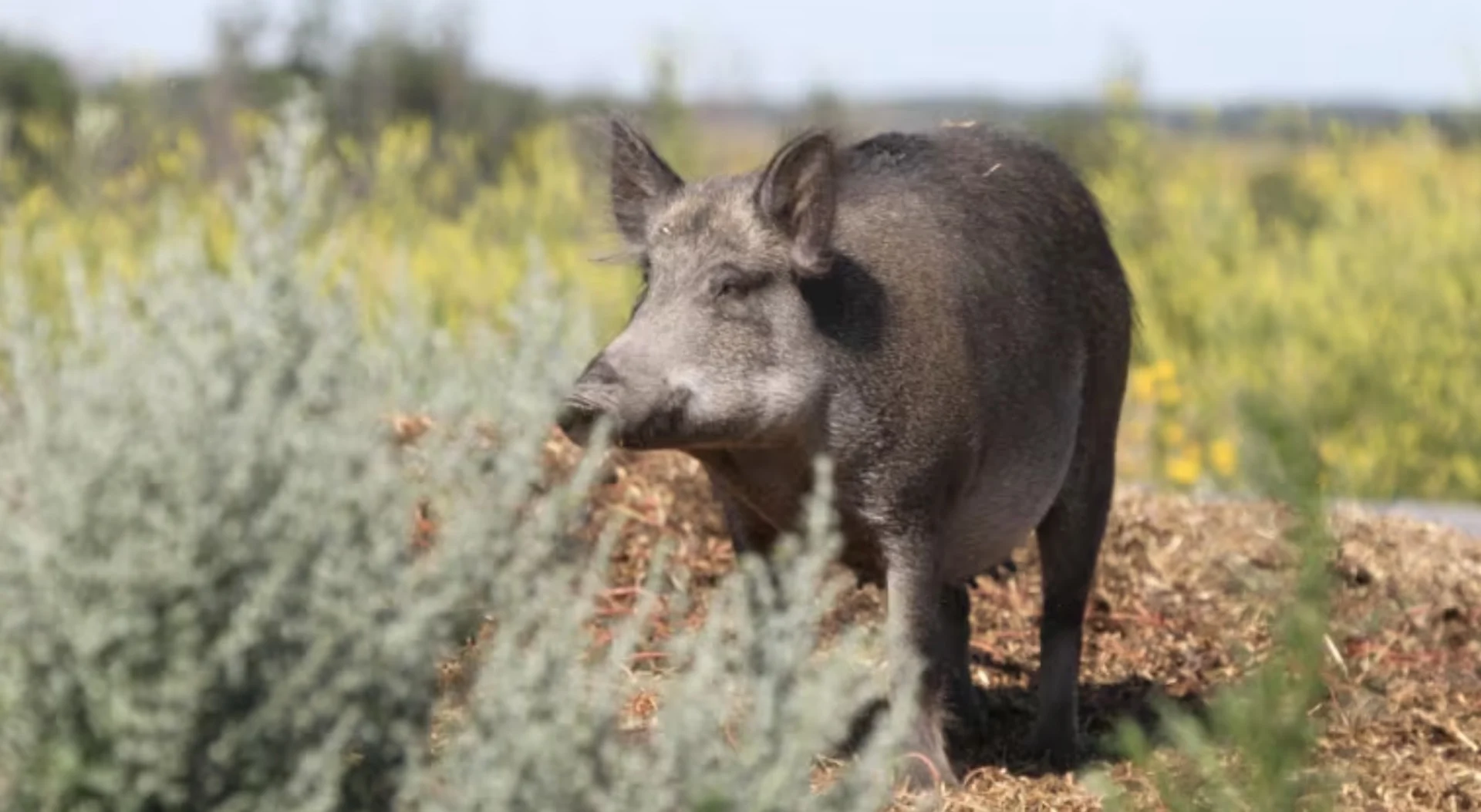 Wild boar/Submitted by Ryan Brook via CBC
