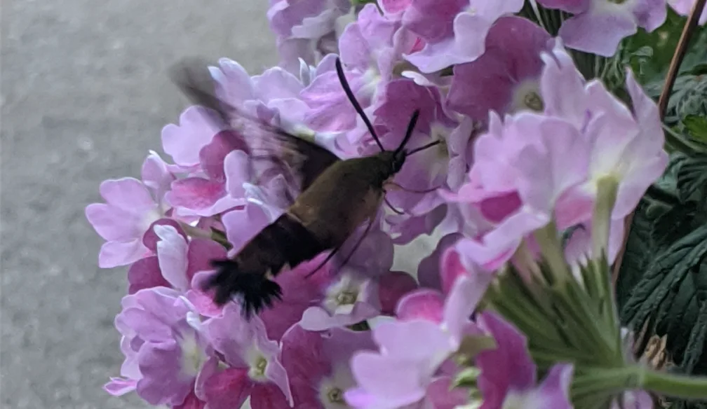 It’s a tiny bird? A hummingbird, perhaps? No, it’s a moth!