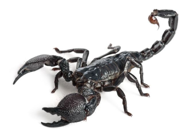 CBC scorpion