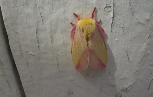 What Are Rosy Maple Moths? - Viral Pink and Yellow Moth Photo