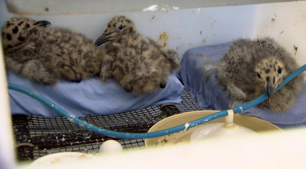 CBC: Nearly 20 baby seagulls were rescued after they jumped off roofs during a recent heat wave, rescuers say. (Simon Gohier/CBC)