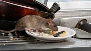 Rodent infestation in your home? How to keep rats out of your home this winter