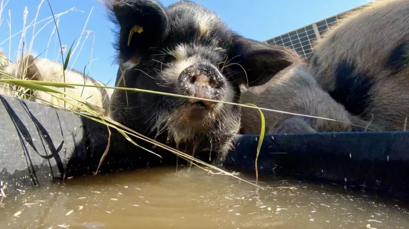 CBC: A small group of pigs are the newest members of the grazing team. (Kyle Bakx/CBC)