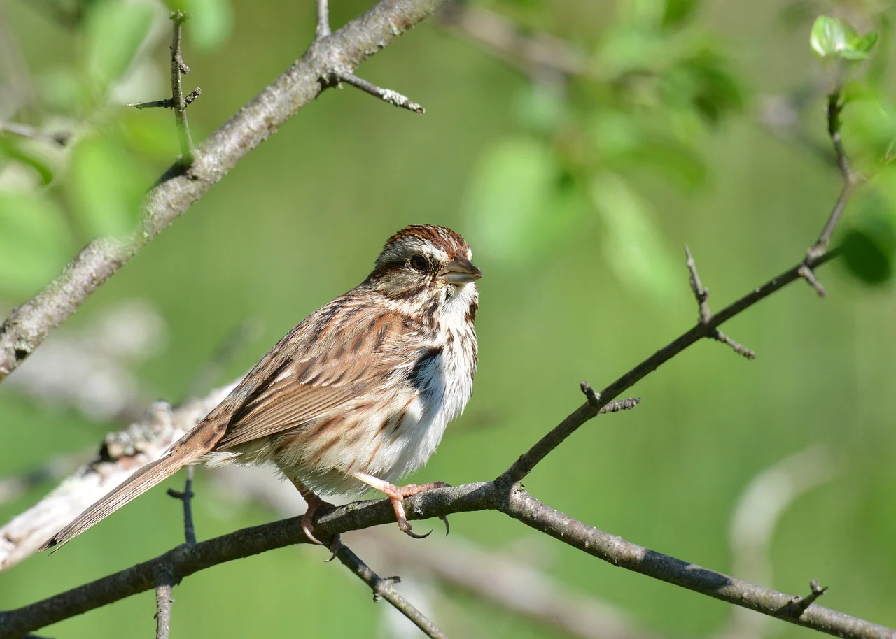 Le retour des oiseaux migrateurs, signe indéniable du printemps