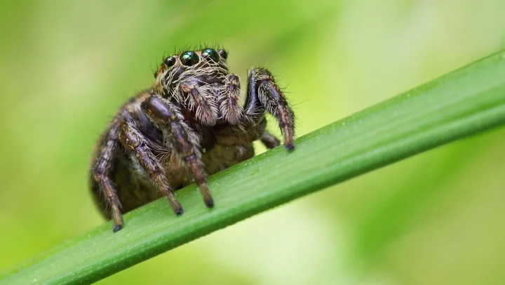 Araigneeyeuxtoile