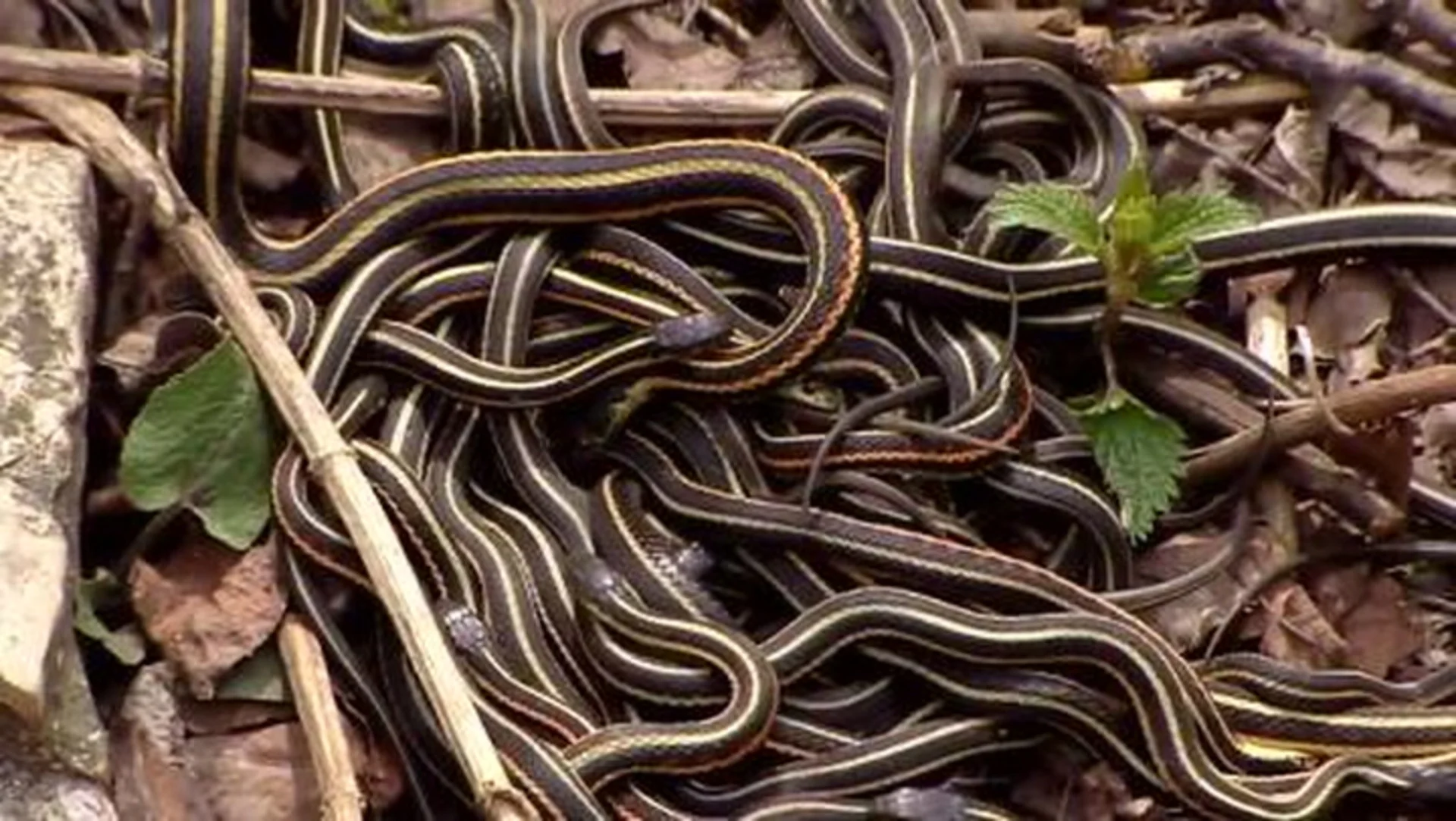 Manitoba’s snake pits are alive, residents urged to protect them from ...