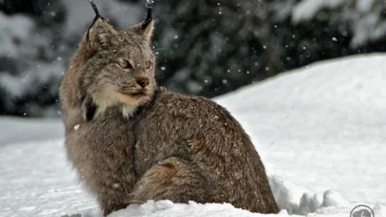 Canada lynx no longer considered endangered in New Brunswick