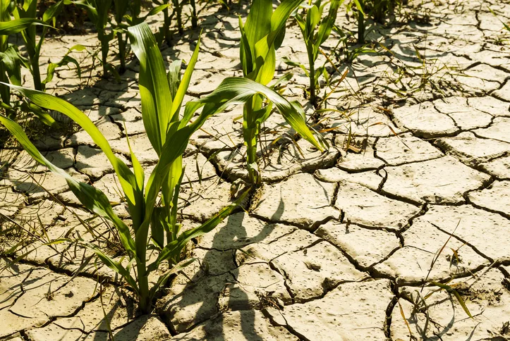 How climate change could impact agriculture in Canada