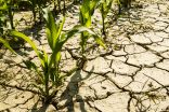 How climate change could impact agriculture in Canada