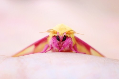 Rosy Maple Moth (Dryocampa rubicunda) · iNaturalist