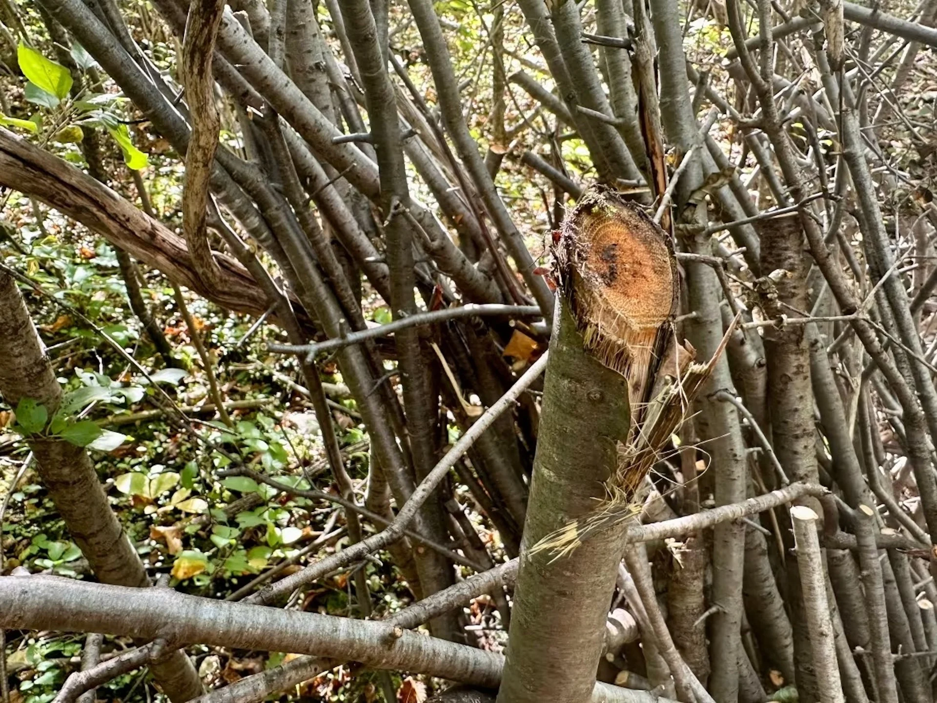 Conservation group, woodworkers find second life for invasive tree