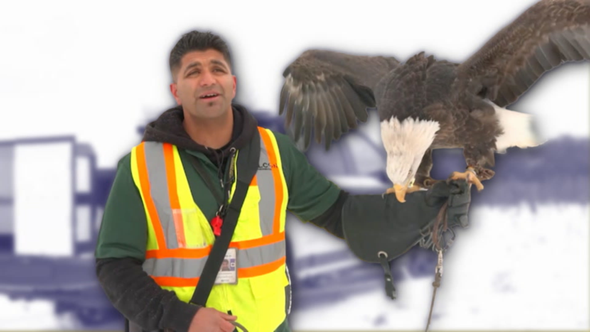 This eagle protects planes at Canada's busiest airport. Here's how