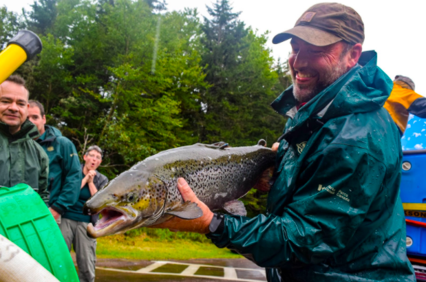 Endangered Atlantic salmon are returning to N.B. in record numbers