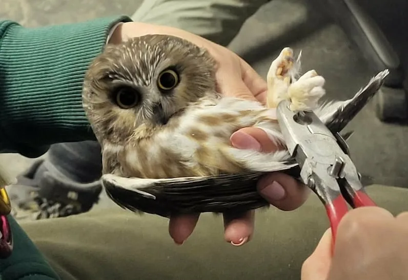 (CBC) An northern saw-whet owl at the Mughal Marsh banding station near Mackenzie, B.C. (Submitted by Jeannine Randall)