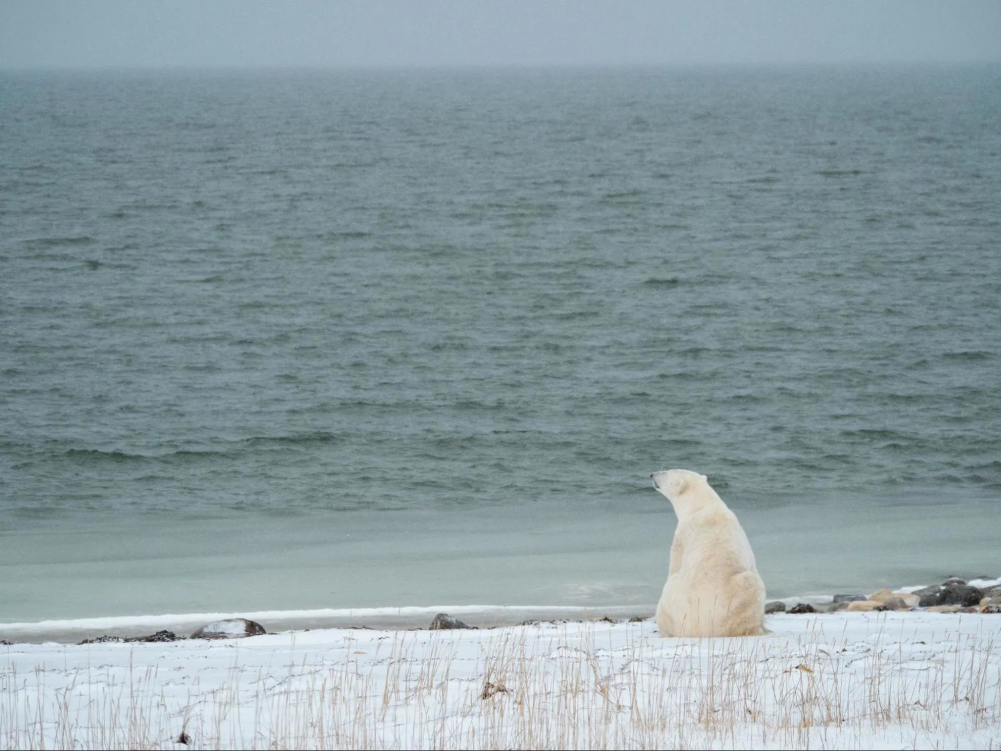Polar bear - Kt Miller - Polar Bears International