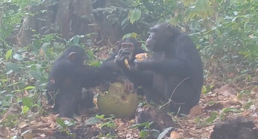 https://images.twnmm.com/c55i45ef3o2a/6zjHS09Fnt91ntAQ3XKDgo/af37366d78043a7f7742c75b97d1644a/Chimpanzees-sharing-fruit.-Credit-Bowland-et-al.-2x.jpg?w=1920&q=80&fm=webp