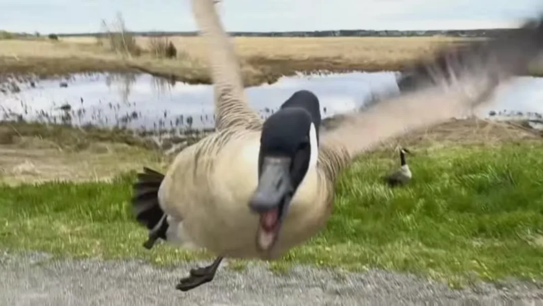 CBC: As Erik Gingles rolled his bike past a family of Canada geese, one of them flew toward him. (Erik Gingles)
