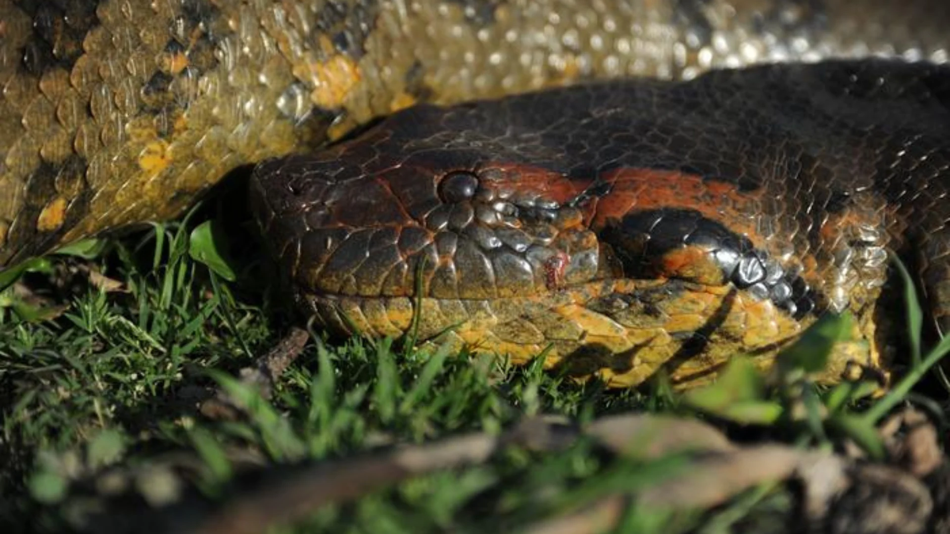 New species of giant (and we mean giant) snake found in Amazon