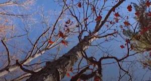 An invasive and fast-acting fungal disease has been confirmed in southern Ontario