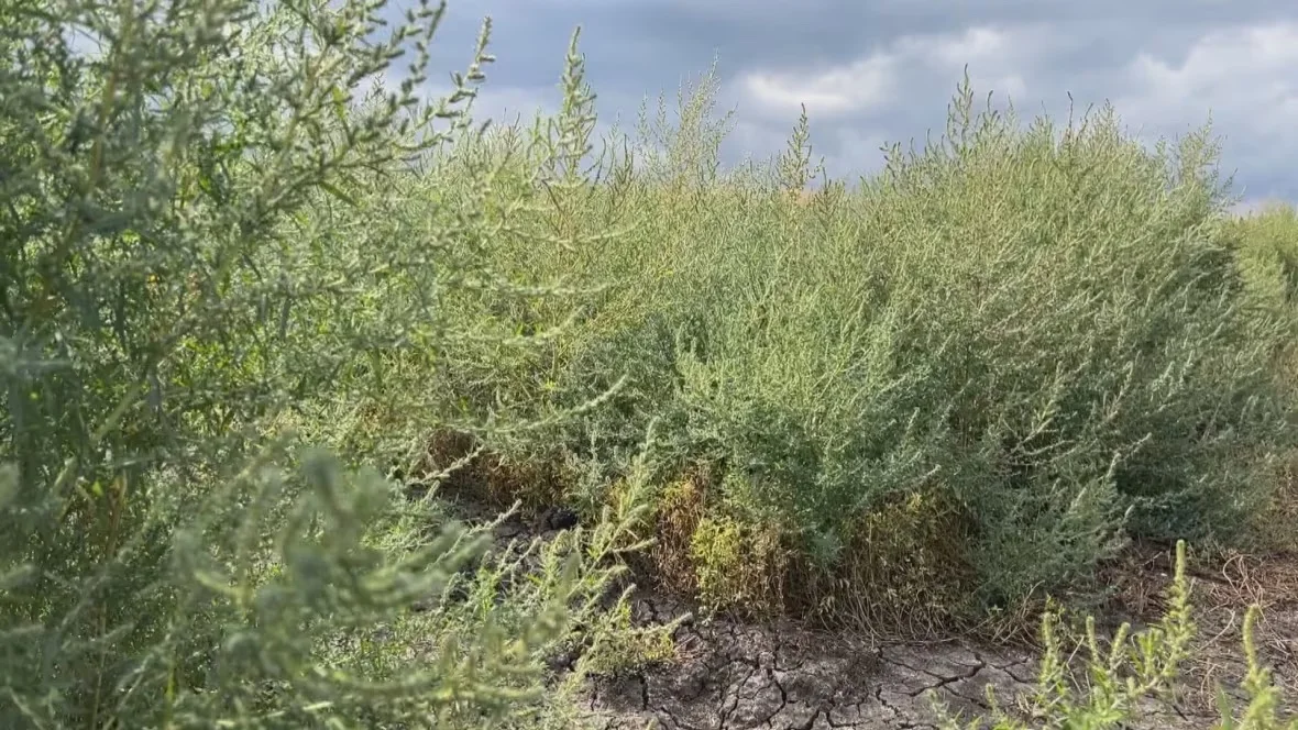 kochia-in-field/Don Somers/CBC