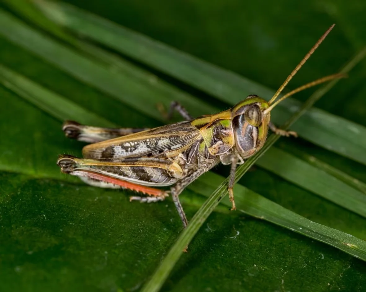four-spotted-grasshopper/Dan Johnson/University of Lethbridge via CBC