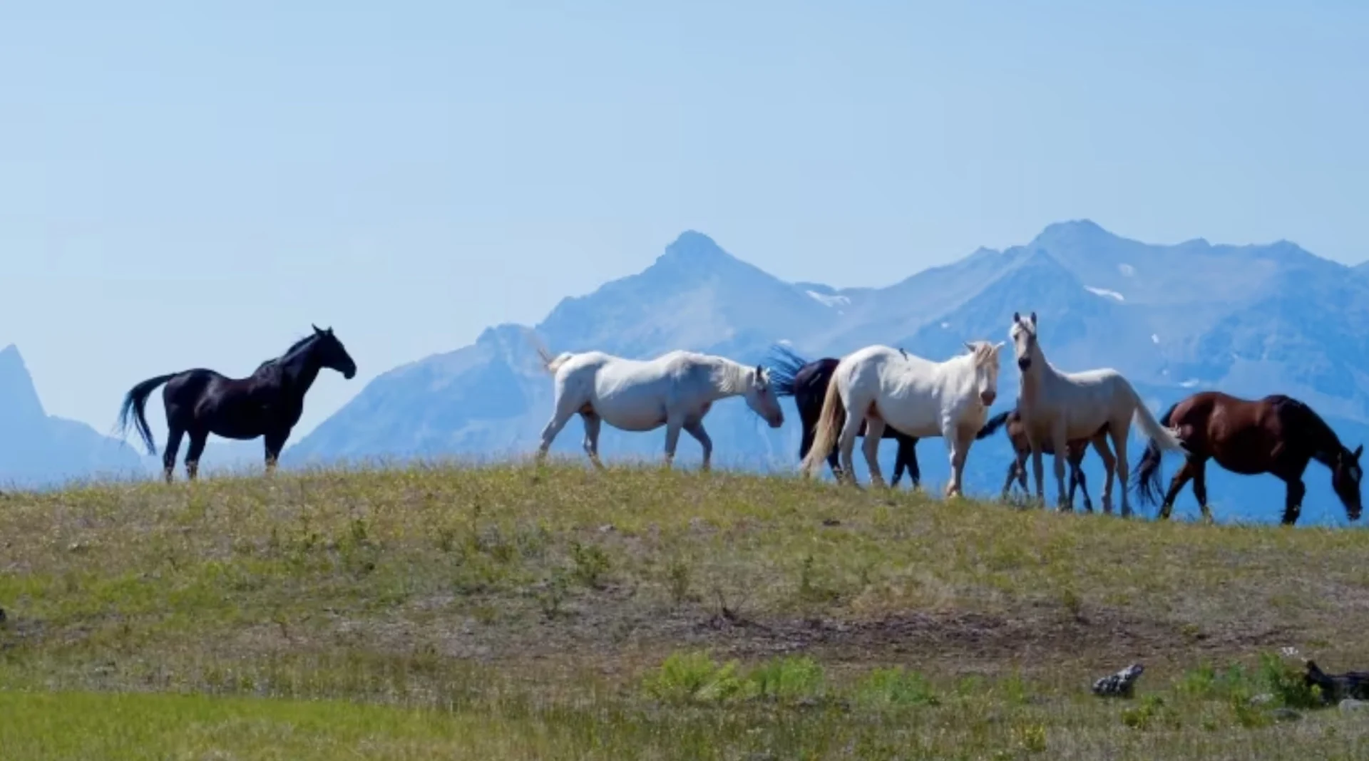 Free-roaming horses are feral and invasive, B.C. says, but some want protection