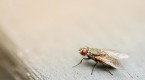 Les mouches transportent jusqu’à un million de bactéries chez vous !