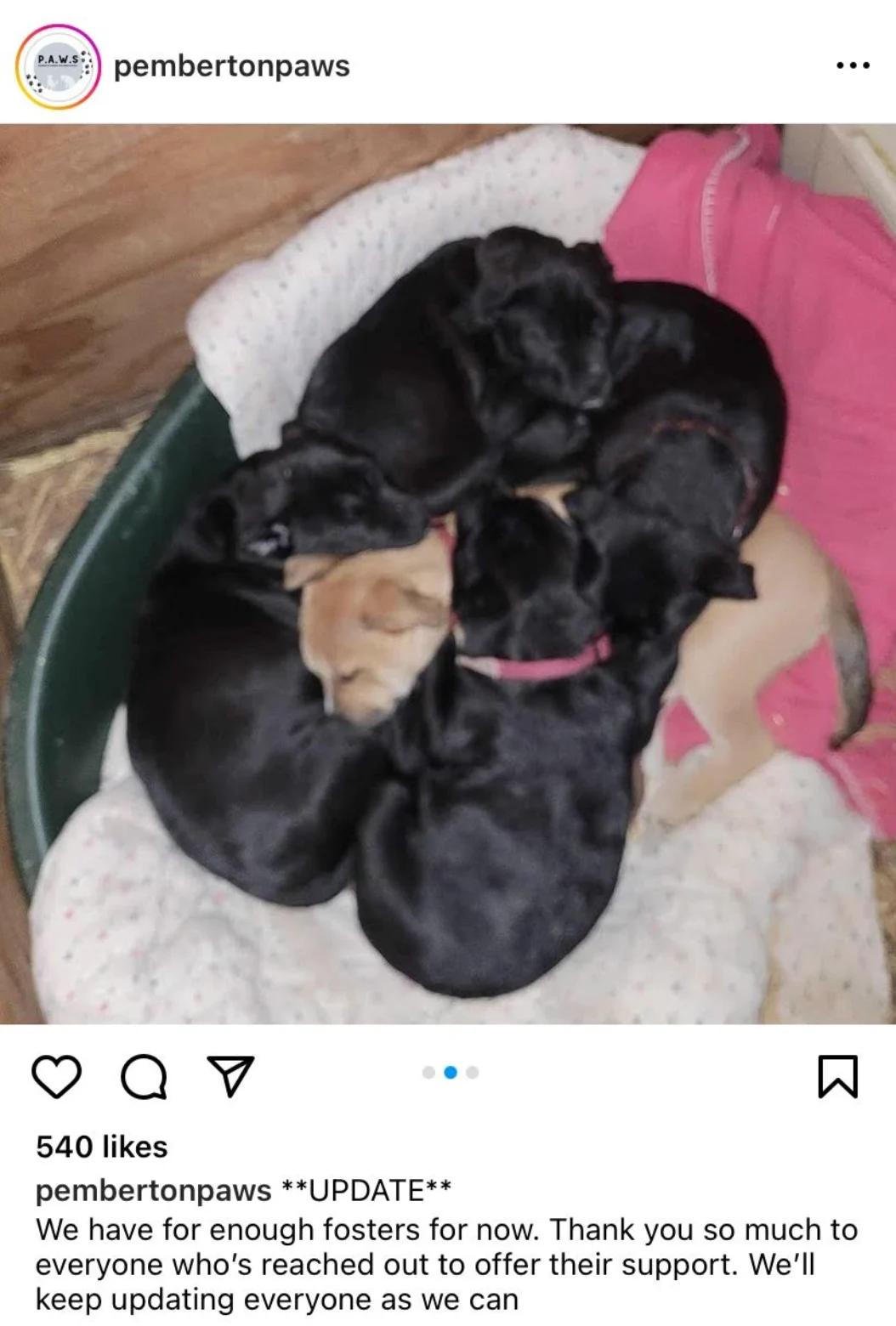 Puppies saved at Pemberton PAWS animal shelter/Instagram