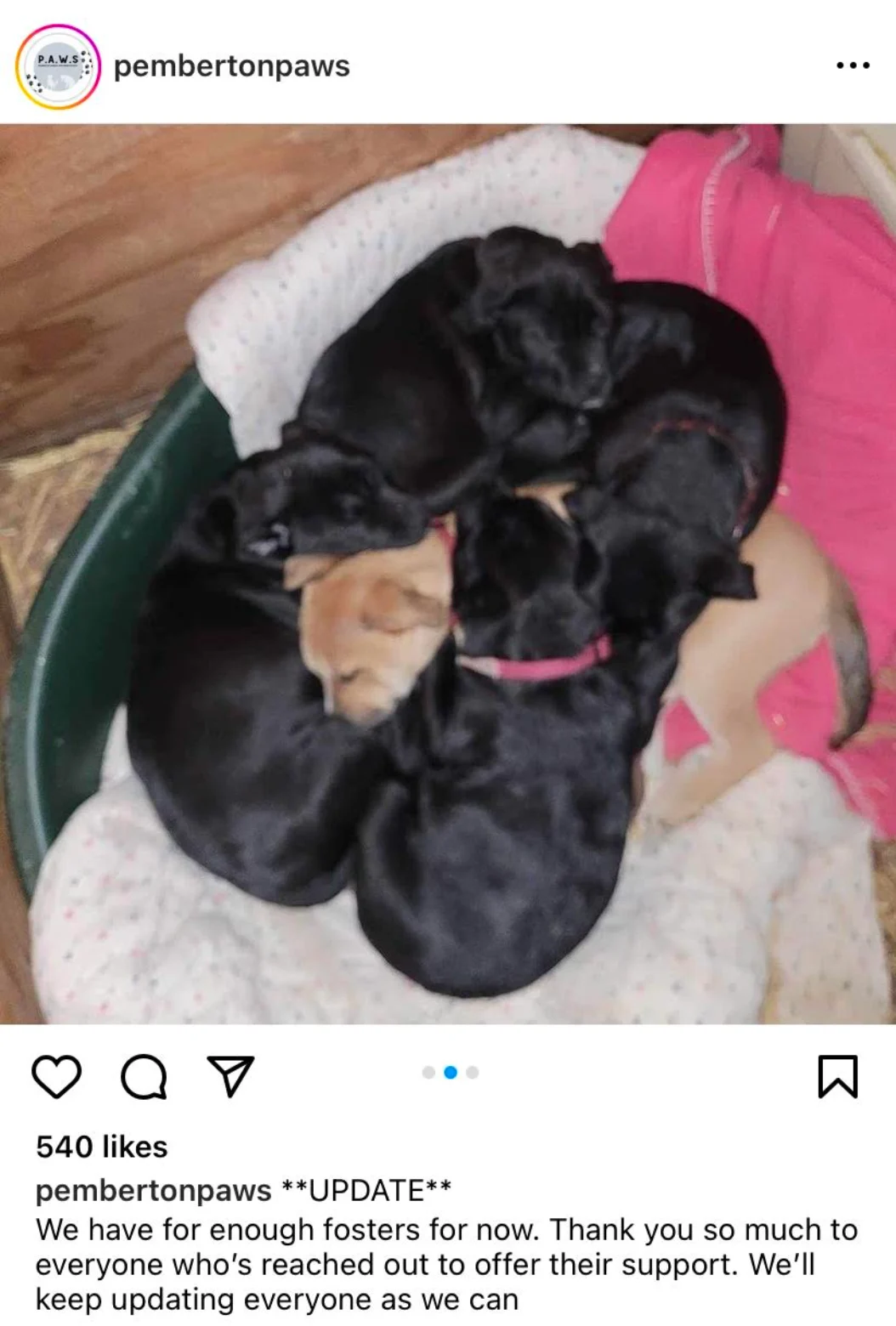 Puppies saved at Pemberton PAWS animal shelter/Instagram