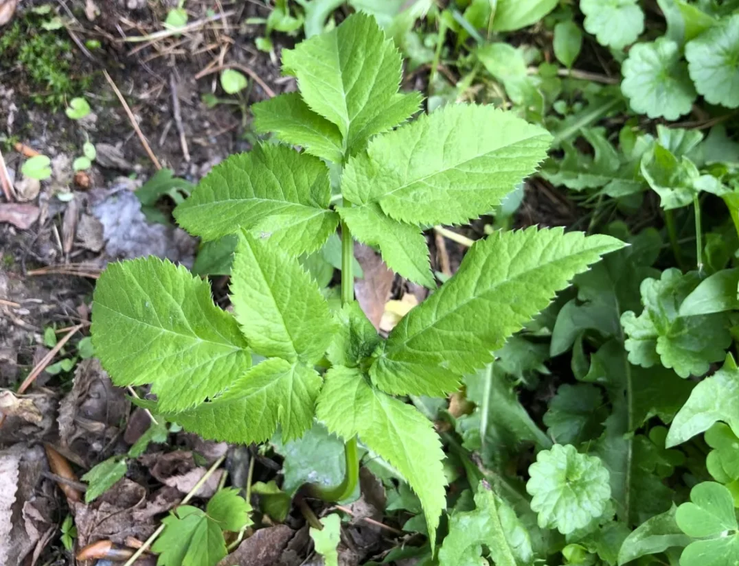 CBC: Woodland angelica contains a cytotoxic sap that people shouldn't get on their skin, said Elton. (Submitted by New Brunswick Invasive Species Council)