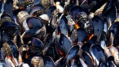 West coast heat wave cooked mussels in their own shells along beach