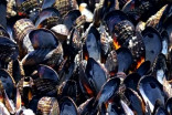 West coast heat wave cooked mussels in their own shells along beach