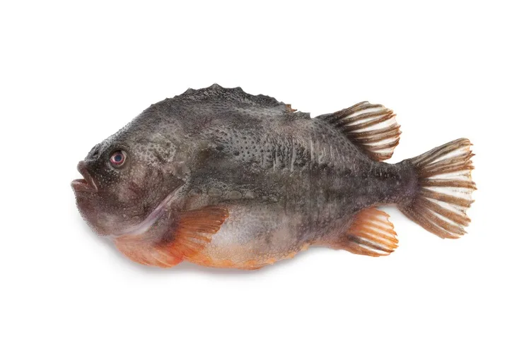 lumpfish - GettyImages-177359254