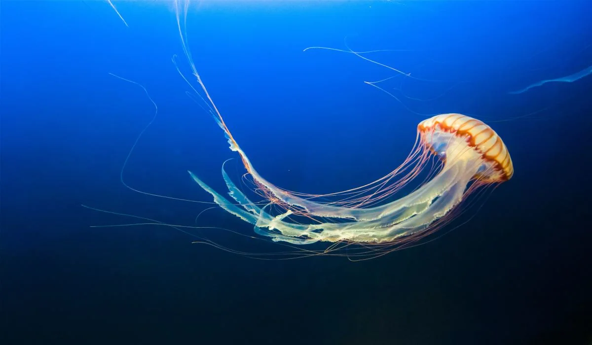 Un étrange animal se crée des radeaux avec le plastique des océans