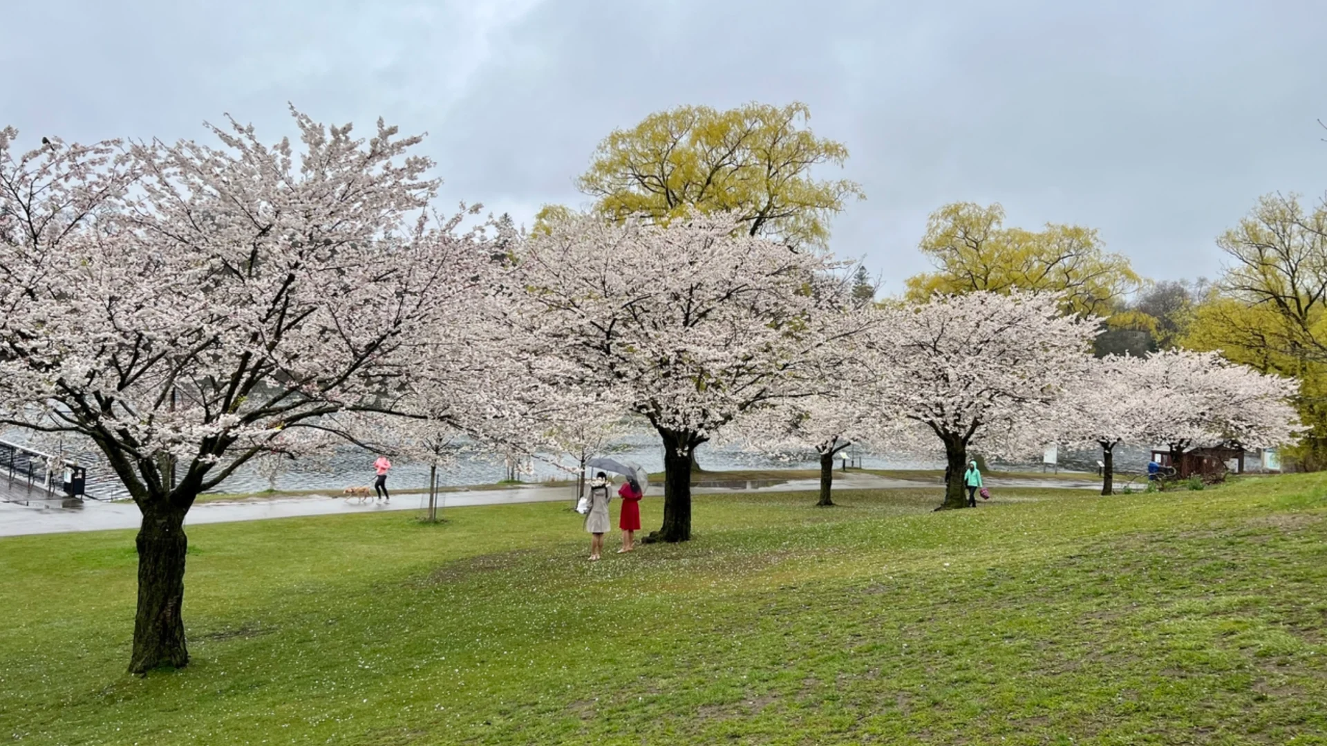 Toronto’s cherry blossoms will peak next week. How long will they be around?