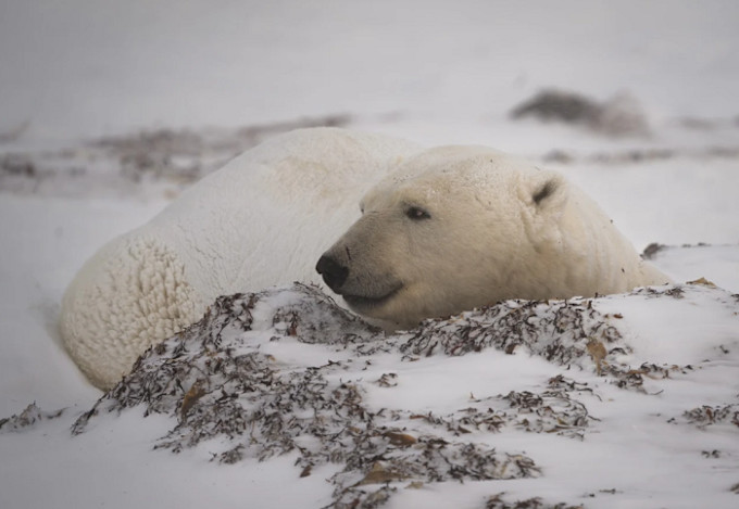 The Weather Network - 'Their fur isn't white': 5 facts about polar bears