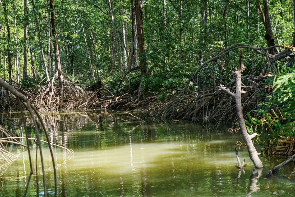 Getty Images: Mangroves