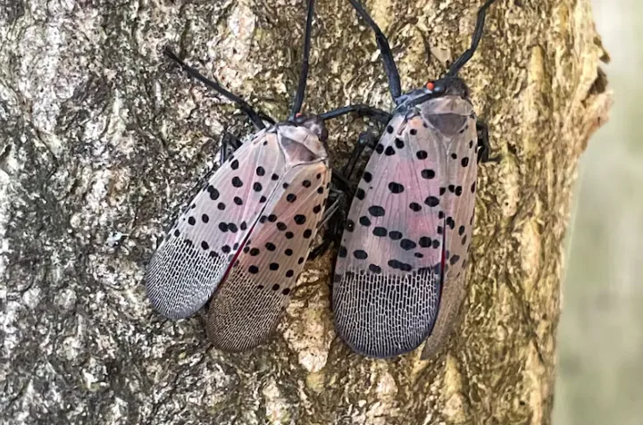 CBC: Spotted lanternfly at an infested site in Chicago where Amanda Roe conducts research. (A. Turbelin/Natural Resources Canada)