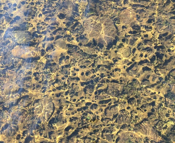 CBC: cyanobacteria