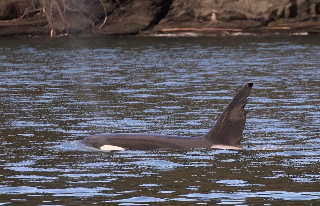 Bigg's whale/Submitted via CBC