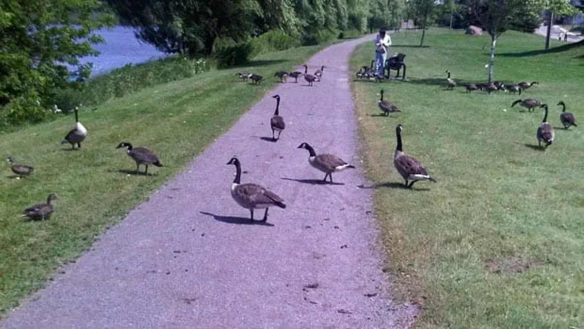 Moncton, N.B. geese/Kate Letterick/CBC