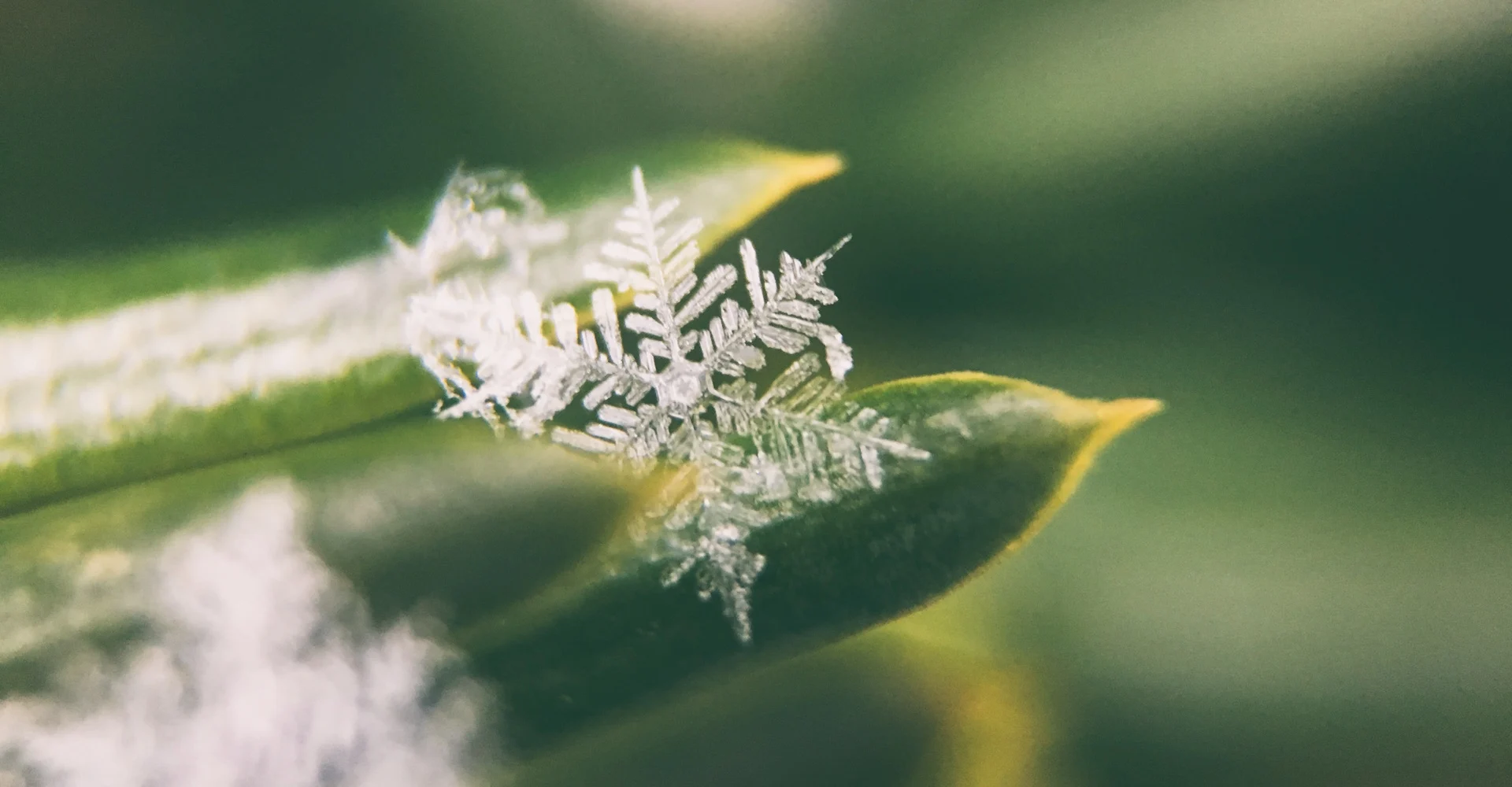 No snow? Mild Alberta pattern threatens a 26-year Christmas streak