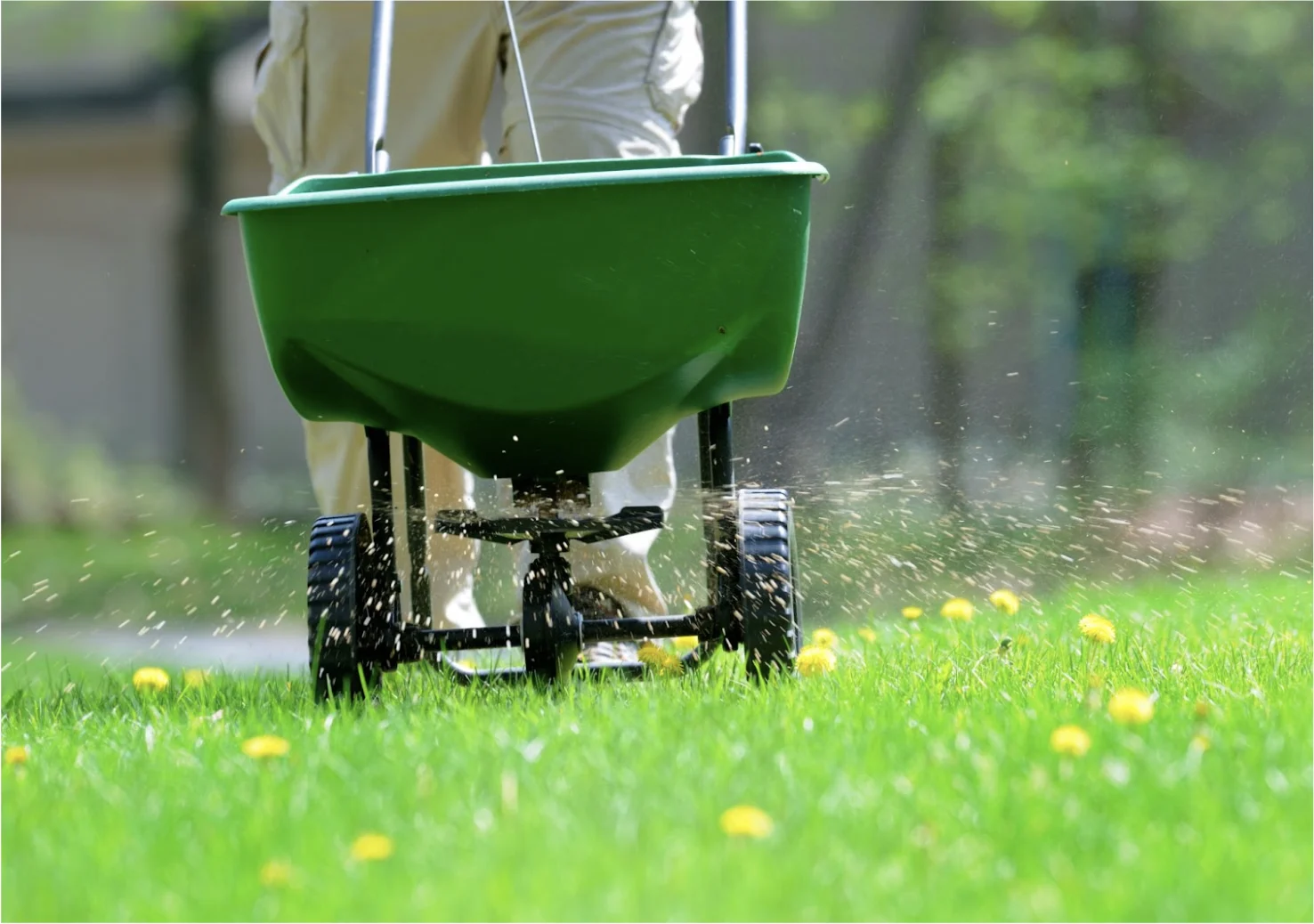 Getty Images: Feeding the lawn, lawn care, spring grass