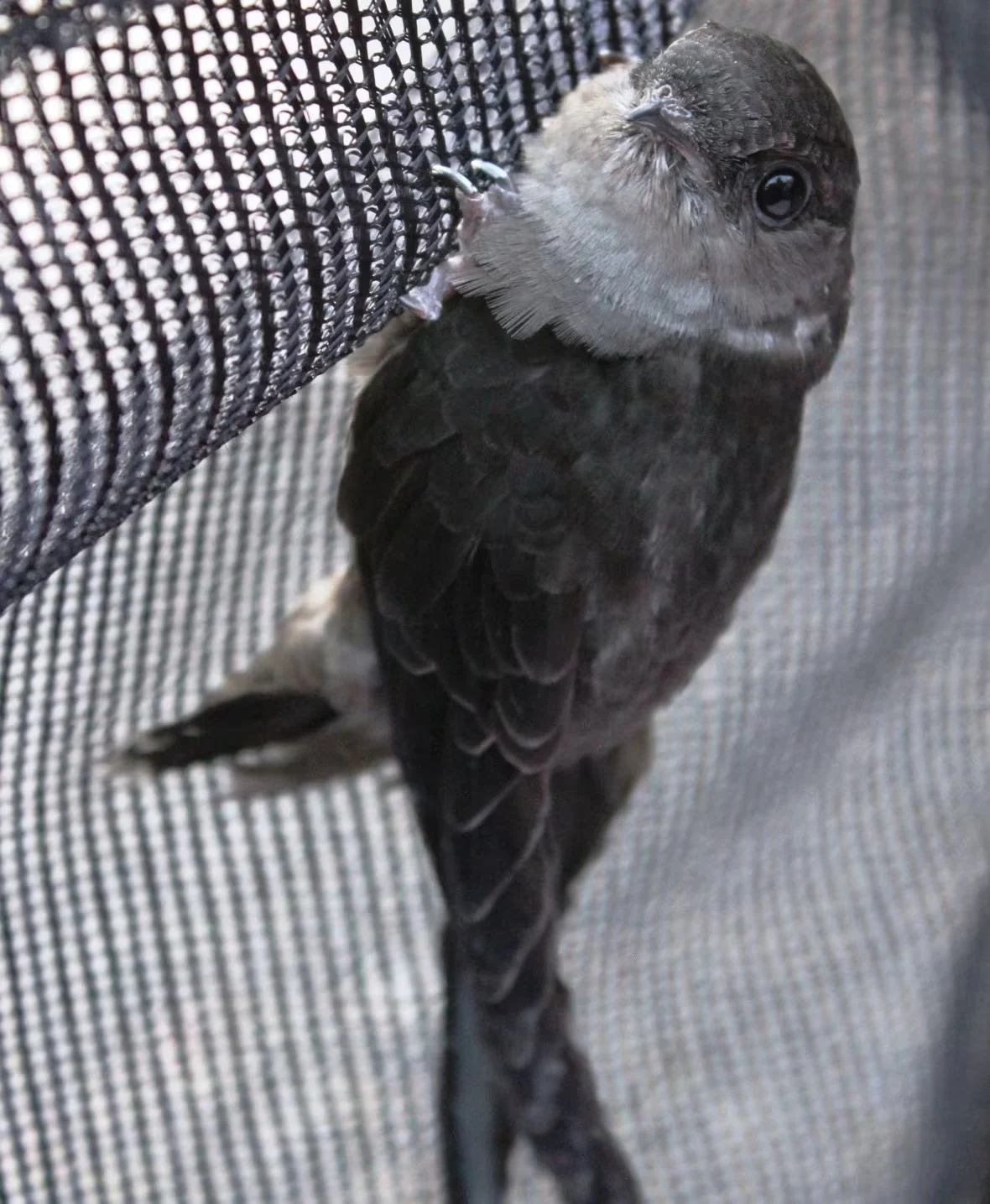 chimney-swift/Allison Manthorne/Submitted by Graham Sorenson via CBC