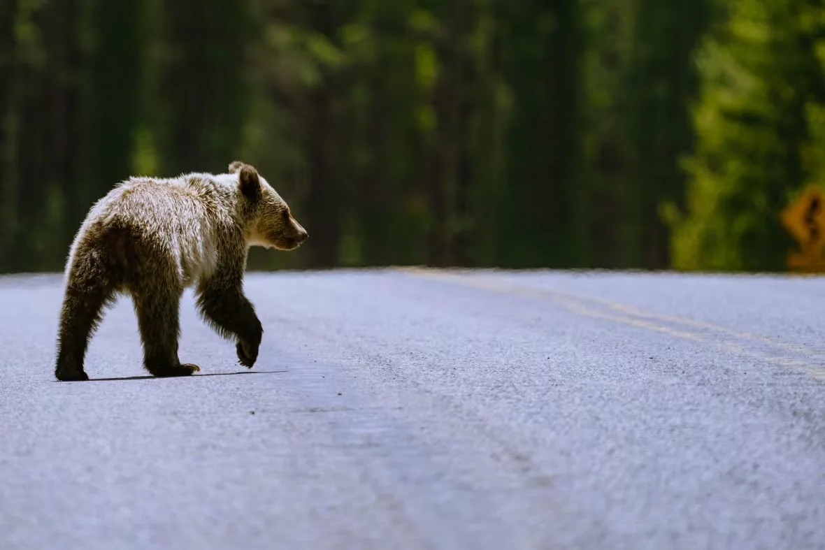 grizzly-bear-peter-lougheed-provincial-park-alberta/David Gray/CBC