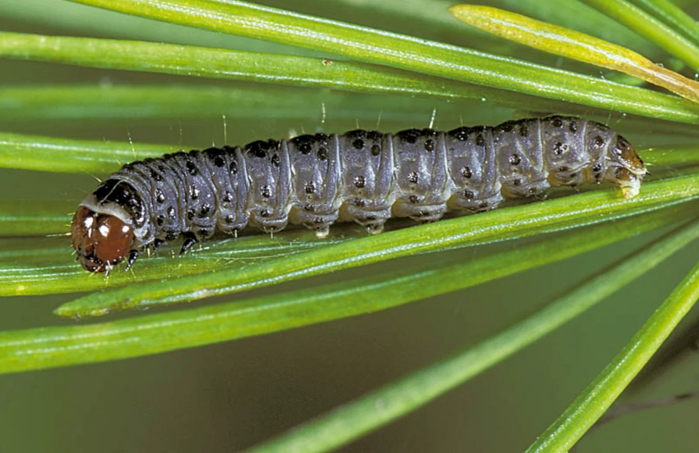 Natural Resources Canada | The larch needleworm feeds on the foliage of larch trees all spring and summer as it prepares to pupate into a moth.