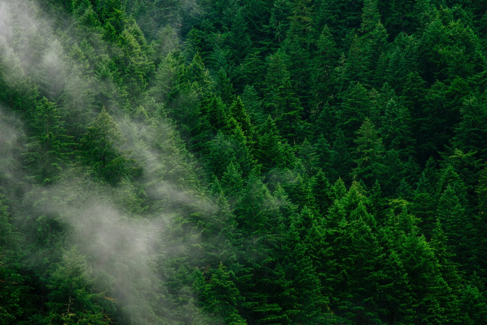 La pollution sonore pourrait ralentir la croissance des forêts